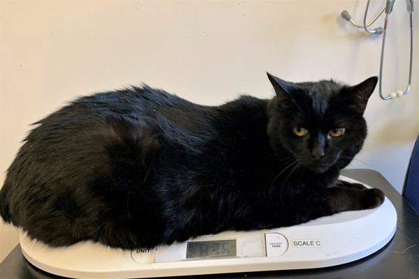 Colin the cat seeks personal trainer to help him lose weight