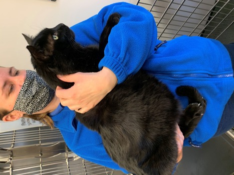 Cats Protection volunteer holding Colin the black cat