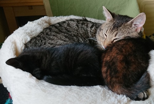 black kitten and tortoiseshell kitten sleeping next to tabby cat