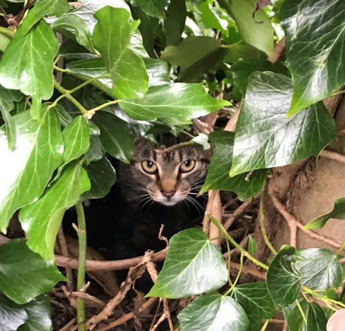 tab cat hiding amongst green leaves
