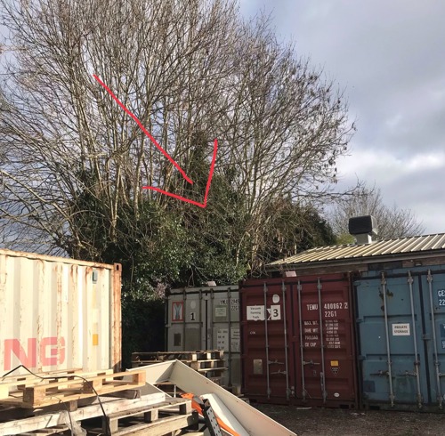 three behind industrial containers with red arrow pointing to where kittens were found in tree