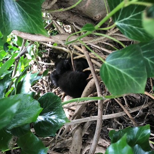 Black newborn kittens in bird's nest in tree