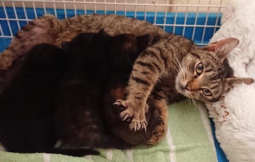 black newborn kittens suckling on tabby cat