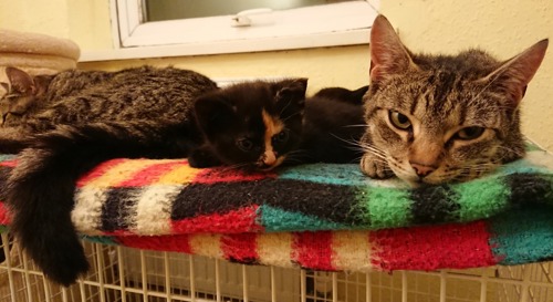 two tabby cats and a tortoiseshell kitten lying on colourful blanket