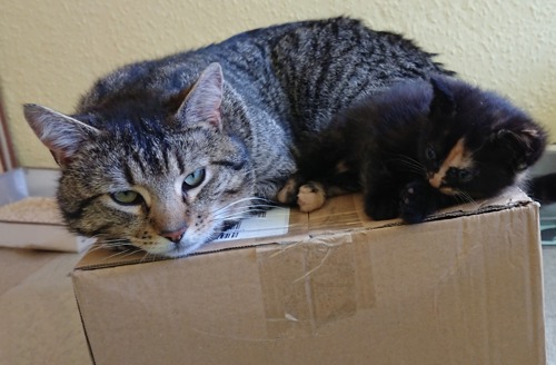 tabby cat and tortoiseshell kitten lying on cardboard box