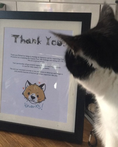 Black-and-white cat looking at framed thank you certificate