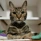 cat-5.jpg