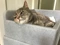 Tilly the cat using a Hide & Sleep