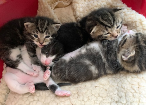 Three tabby kittens and one black-and-white kitten lying on fleece blanket