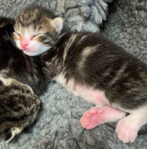 newborn tabby kitten showing pink paw with extra digits