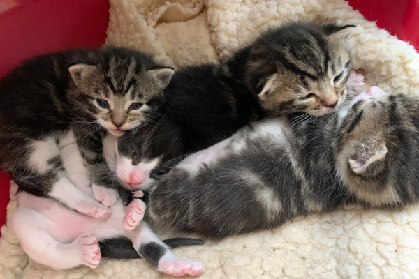 Extraordinary litter of kittens born with 12 extra toes