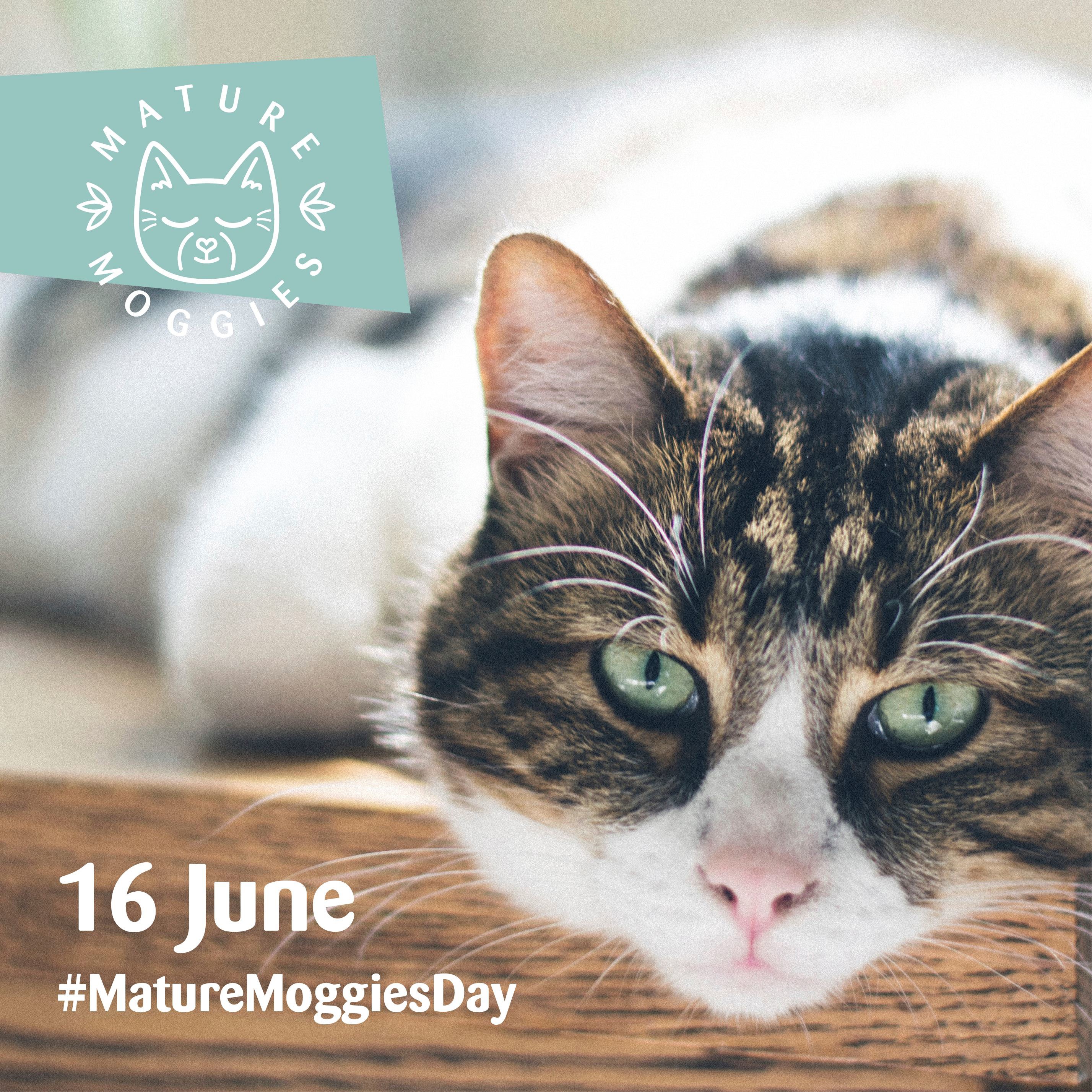 Brown tabby-and-white cat resting chin on wooden table with Mature Moggies logo and text saying