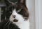 Black-and-white cat