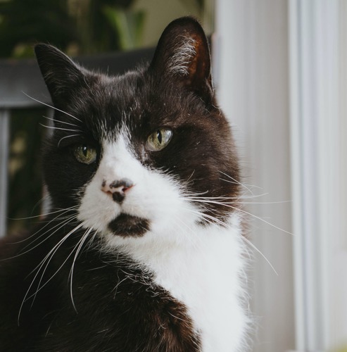 Black-and-white cat