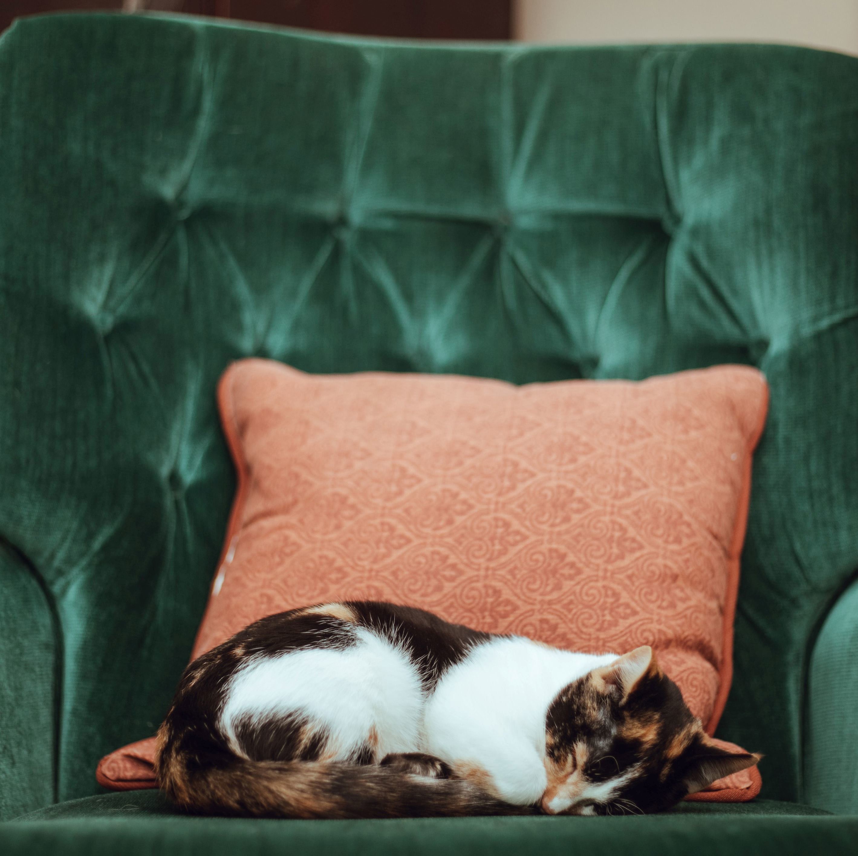 Tortoiseshell-and-white cat curled up asleep on velvet green armchair with orange patterned cushion