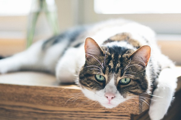 How long do pet cats live?