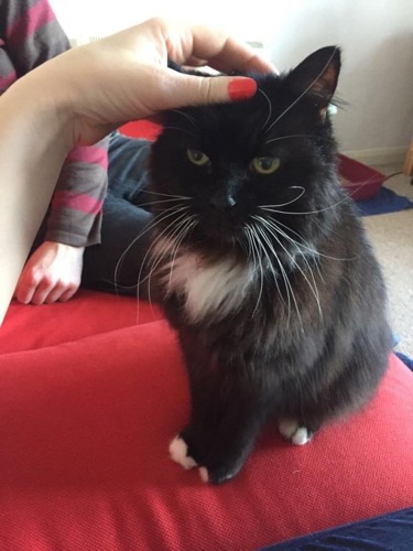 long-haired black-and-white cat sitting on red sofa with human hand scratching its head