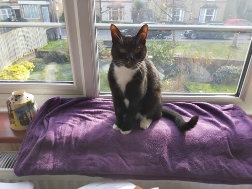 black-and-white cat sitting on purple towel on windowsill