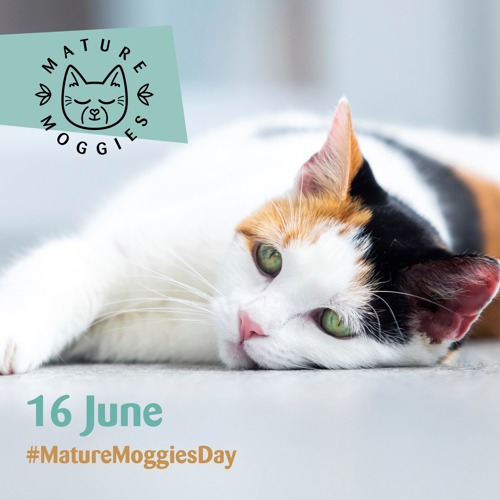tortoiseshell-and-white cat lying on floor with Mature Moggies logo and text saying '16 June #MatureMoggiesDay'