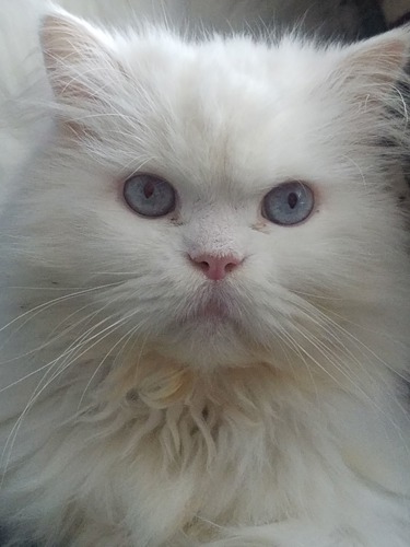 Close-up of long-haired white Persian cat