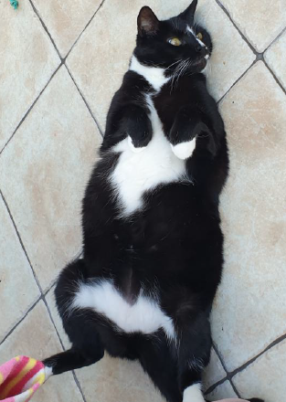 black-and-white cat lying on its back on tiled floor