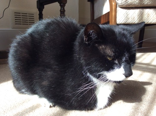 black-and-white cat sat in patch of sunlight on carpet