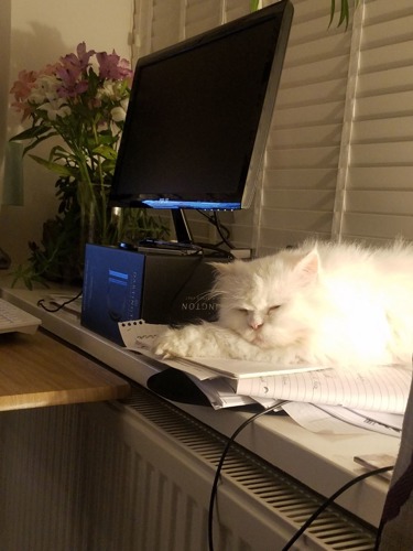 long-haired white Persian cat asleep on windowsill next to computer screen