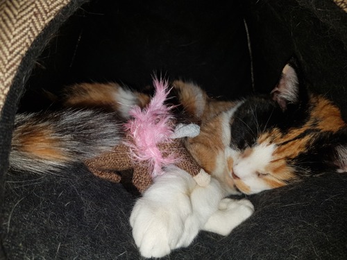 tortoiseshell-and-white cat curled up asleep with cat toy