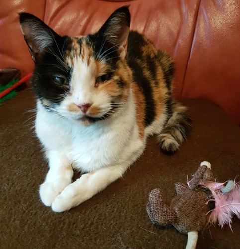 tortoiseshell-and-white cat sat on brown blanket on red leather sofa with cat toy next to it