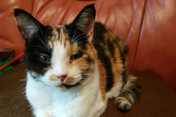 Mature moggies given a second chance after their owners pass away