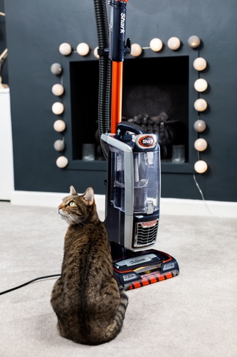 brown tabby cat sat in front of Shark upright vacuum cleaner on grey carpet in front of fireplace with fairy lights around it