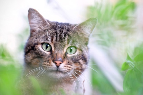 brown tabby cat peering through some blurred out green foliage