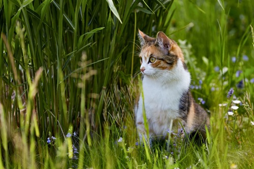 tortoiseshell-and-white cat sitting amongst long green grass