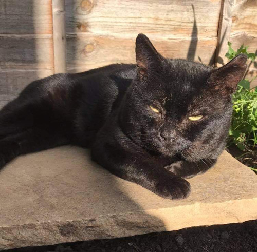 black cat lying on brown paving slab in sunshine