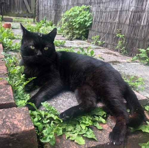 black cat lying on garden patio
