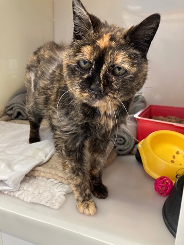 Tortoiseshell cat standing in a cat pen