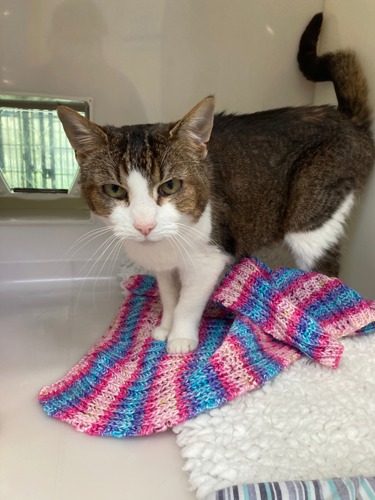 tabby-and-white cat standing on colourful knitted blanket in a cat pen