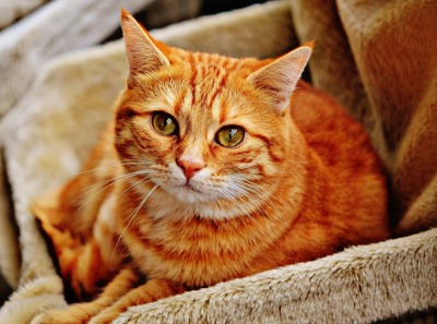 https://www.cats.org.uk/media/9402/cat-1046544_1920.jpg?width=400 Recipe