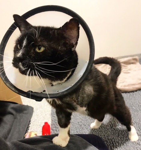 Black-and-white cat with missing front leg wearing plastic cone