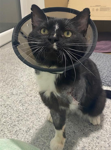 Black-and-white cat with missing front leg wearing a plastic cone