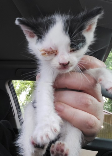 White-and-black kitten with crusty eyes being held in human hand