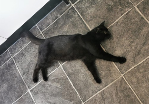 black cat lying on grey tiled floor