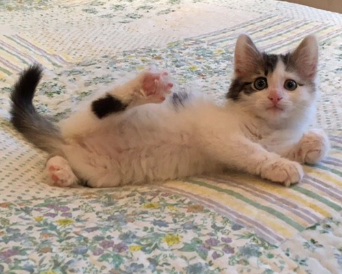 tabby-and-white kitten lying on floral bedspread with back paw in the air
