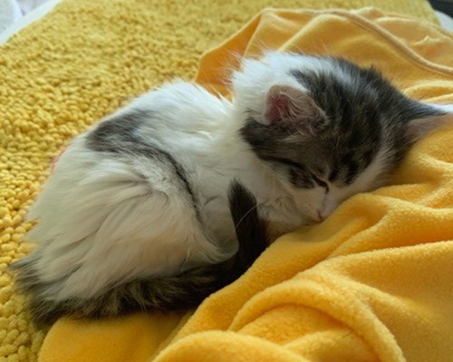 tabby-and-white kitten curled up on yellow fleece blanket