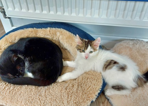 black-and-white cat and tabby-and-white kitten in cat beds next to each other