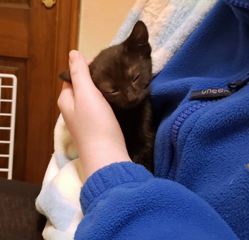 black kitten being held by someone in blue fleece