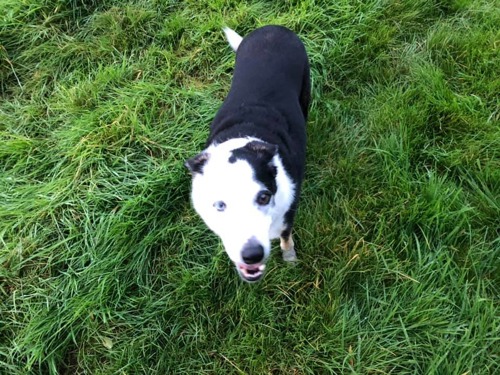 black-and-white dog standing on grass