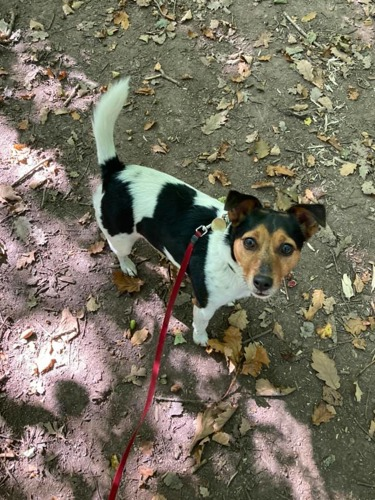 black-white-and-brown Jack Russell dog on red lead