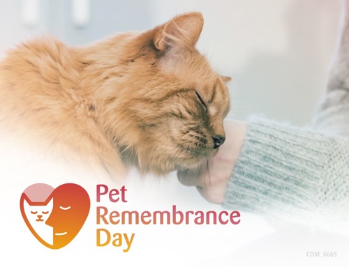 ginger cat being stroked with 'Pet Remembrance Day' logo in corner of image