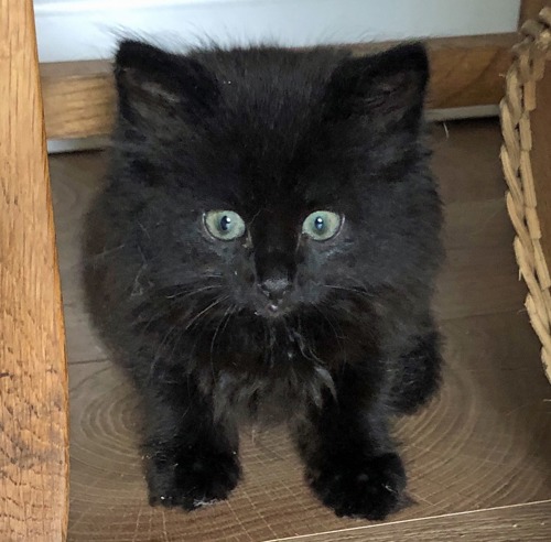 black kitten sitting on wooden floor